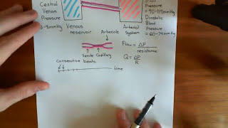 Haemodynamic Shear Stress Part 2 [upl. by Shafer]