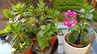 Growing Kalanchoe from cuttings  how to propagate kalanchoe plant  free kalanchoe plants [upl. by Riada]