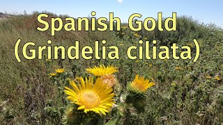 Identifying has been tricky for this gumweed called quotSpanish Goldquot [upl. by Anawk589]