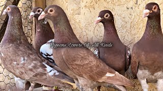 Meulemans pigeons [upl. by Procto]