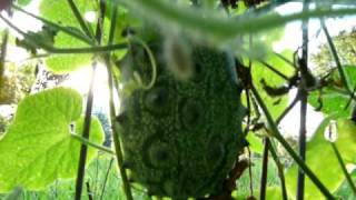 Kiwano African Horned Cucumber or Melon Jelly Melon [upl. by Holub]