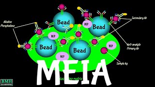 Microparticle Enzyme Immunoassay  MEIA Assay [upl. by Anilag614]