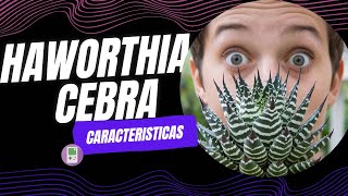 Características de la Haworthia cebra [upl. by Nylssej]