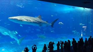 Timelapse  Kuroshio Sea Okinawa Churaumi Aquarium Japan [upl. by Mihar]