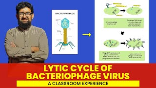 Lytic Life Cycle of Bacteriophage Virus  Hindi  Urdu [upl. by Kalvn]