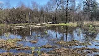 Hoog Water Natuurgebied De Maashorst [upl. by Maccarthy68]