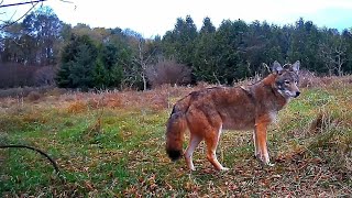 79 Wildlife Moments WolfLike Giant Coyote Deer Owl and More in Toronto’s Parks🌲🐾4K [upl. by Huan]