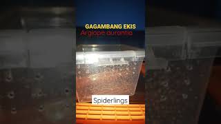 Gagambang Ekis Argiope sp Spiderlings [upl. by Yttam601]