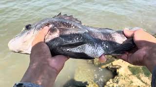 Pesca en bracken Beach Galveston  truchas y catan [upl. by Orman623]