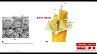 Epineurium Perineurium and Endoneurium  Nerve Coverings  Part 2 of 10 [upl. by Tiffanie]