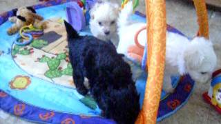 Maltipoo Puppies Playing [upl. by Kotto363]