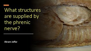 What structures are supplied by the phrenic nerve [upl. by Abernon]