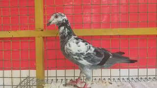 GRizel HOMER MALE FOR SALE IN VIJAYAWADA [upl. by Fenella]