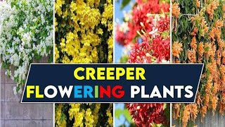 Creeper flowering plants fragrance vine plants berhampur nursery [upl. by Mahtal]