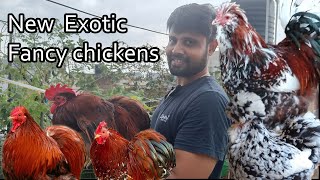 Our Farm Tour New Exotic Fancy Chicken Imported Breed Sam Fancy Chicken [upl. by Ardyce928]