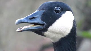 Canada Goose Honking  Extreme CloseUp [upl. by Anwahsak530]