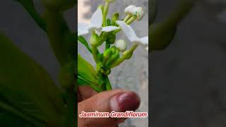 Beautiful Jasminum Grandiflorum [upl. by Lizzie]