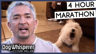 4 Hours Of Dog Whisperer With Cesar Millan [upl. by Adnalor648]