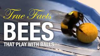 True Facts Bees That Play With Balls And Do Math [upl. by Nolad566]