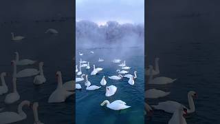 The Swan Lake in Yining swan lake in Yining turns into an ice wonderland shortvideo viralvideo [upl. by Ayifa]