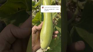 🔥💯quotGrow 😱🔥Bottle😲 Gourd at Home Easy Steps for a Big Harvestorganicgardening shortsfeed [upl. by Clapper938]