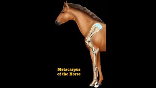 Metacarpus of horse [upl. by Eciuqram639]