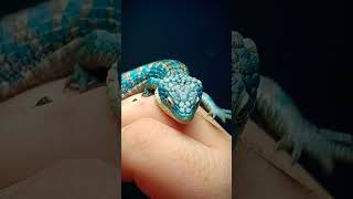 Abronia Graminea Calico Female Mexican Alligator Lizard [upl. by Trotter]