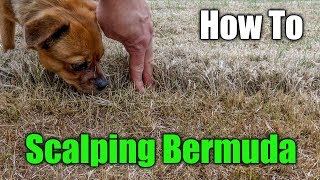 Scalping Bermuda Grass  How to Scalp a Lawn [upl. by Azral]