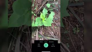 Plant identification app [upl. by Kennan]