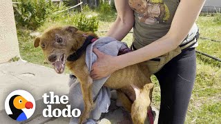 Rescued Threelegged Dog Completely Transforms Once He Is Safe  The Dodo [upl. by Nic158]