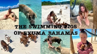 The swimming pigs of Exuma Bahamas Pig Beach [upl. by Silvain]