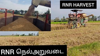 RNR நெல் அறுவடை paddy harvest RNR 15048 paddy Field [upl. by Estes]