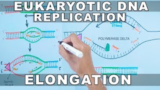 Translation initiation in eukaryotes  eukaryotic translation lecture 1 [upl. by Sukcirdor51]