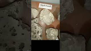 Shale Sandstone Mudstone Shell Fossil Limestone Kaolinite [upl. by Fidele]