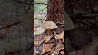 Boletus Porcini Mushrooms Білі гриби pilze boletus білігриби grzyby fungi porcinimushrooms [upl. by Demah]