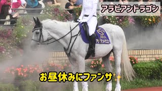 【誘導馬】雨の中お昼休みにファンサするアラビアンドラゴンとお先に帰宅するセツメンノトビウオ [upl. by Gunner82]