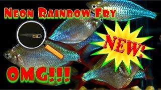 Dwarf Neon Rainbow Fish Fry Praecox Ranbowfish [upl. by Sev]