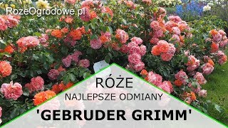 Róża rabatowa GEBRUDER GRIMM ® [upl. by Esinned]