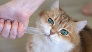 How to give water to a cat who doesnt drink much [upl. by Nelg]