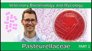 Pasteurellaceae Part 1  Veterinary Bacteriology and Mycology [upl. by Droffats]