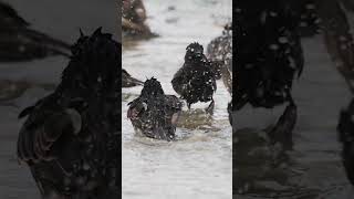 The common starling flock taking a bath Sturnus vulgaris shortvideo birds wildbirds starling [upl. by Adelice]