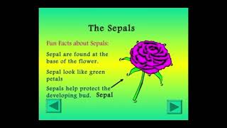 TOPIC PARTS OF A FLOWER  SCIENCE  7th video viralvideo [upl. by Atika]