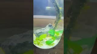 Easy Betta fish tank setup  Siamese fighter fish [upl. by Wendin979]