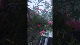 oleander plant with flowers shortvideo oleanderflowersoleanderplants [upl. by Celestyna]