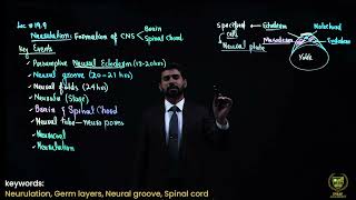 Neurulation 12TH BIOLOGY  CHAPTER 19  LECTURE 1 [upl. by Bonucci]