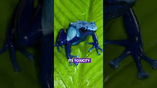 Blue Dart Frog Beauty and Danger in One Creature [upl. by Aevin798]