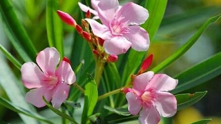 How to care kaner Oleander plant cuttings [upl. by Liagabba]