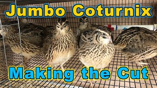 Jumbo Coturnix  Making the Cut [upl. by Erena]