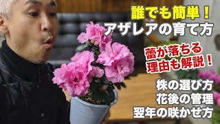 アザレアの育て方 花がら摘み 鉢植え 植え替えの土 剪定の方法など [upl. by Oneida491]