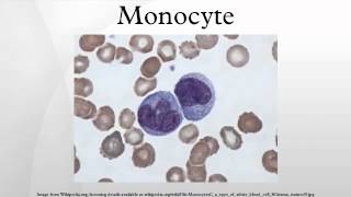 Monocyte [upl. by Iniretake914]